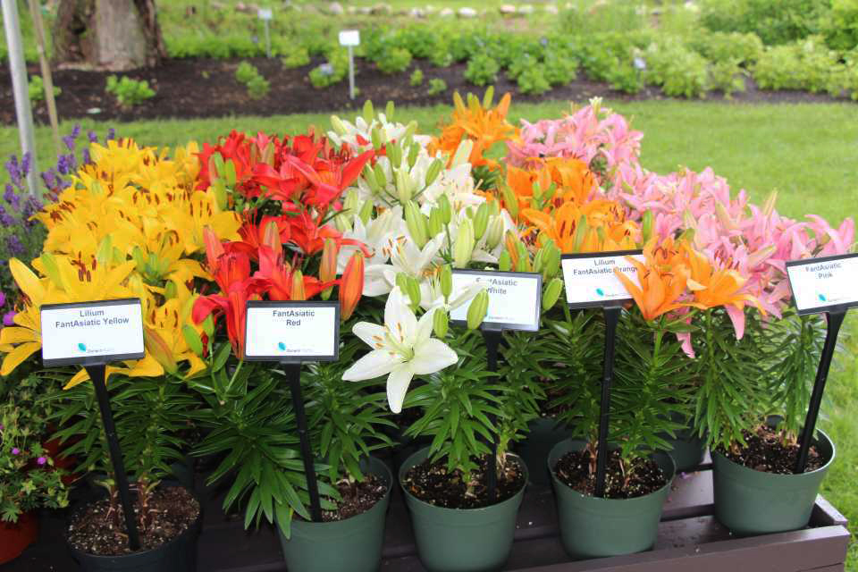 Lilium (asiatico) FANTASIATIC PINK