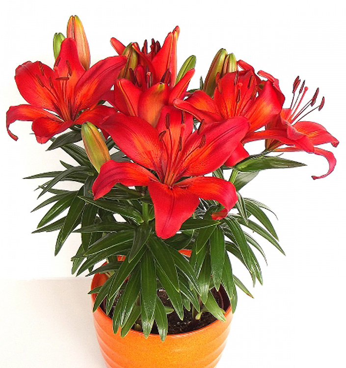 Lilium (asiatico) FANTASIATIC RED