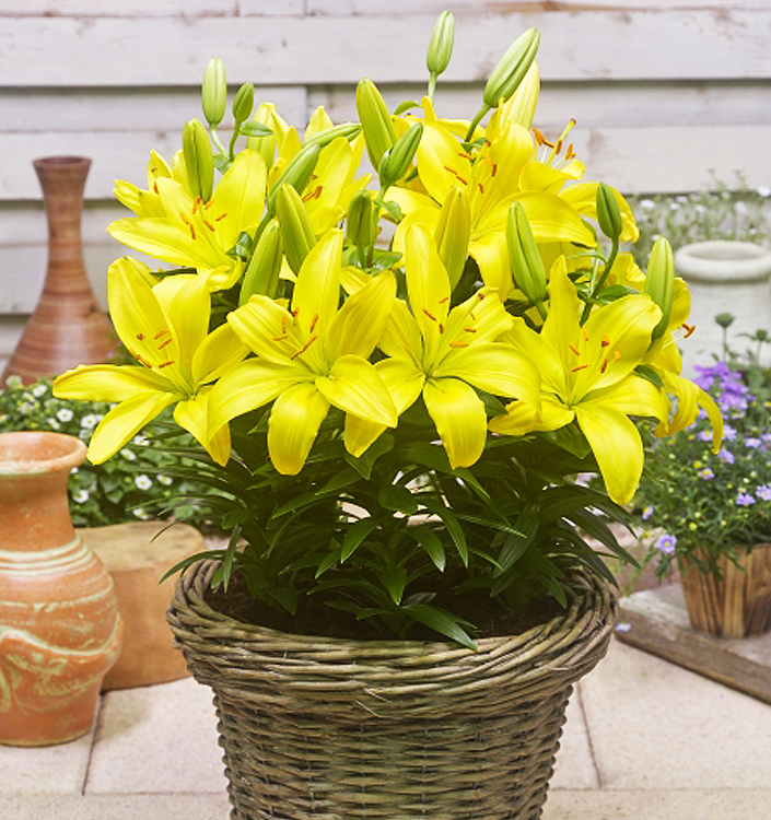 Lilium (asiatico) FANTASIATIC YELLOW