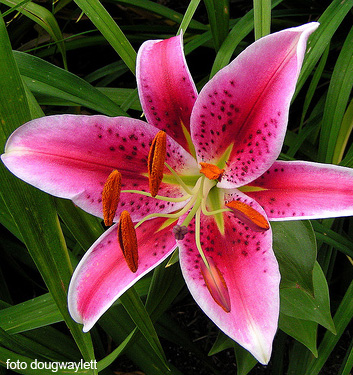 Lilium (orientale) STARGAZER