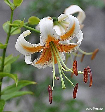 Lilium (tigrinum) LADY ALICE
