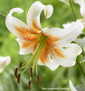 Lilium (tigrinum) LADY ALICE