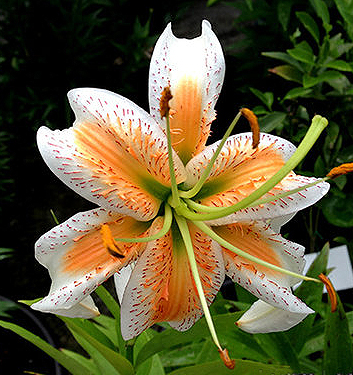 Lilium (tigrinum) LADY ALICE