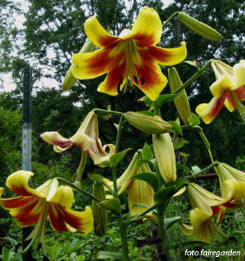 Lilium (orienpet) ROBERT SWANSON