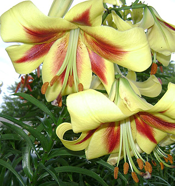 Lilium (orienpet) ROBERT SWANSON