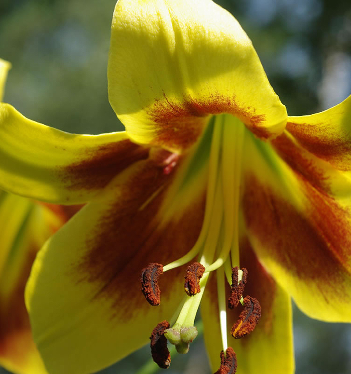 Lilium (orienpet) ROBERT SWANSON