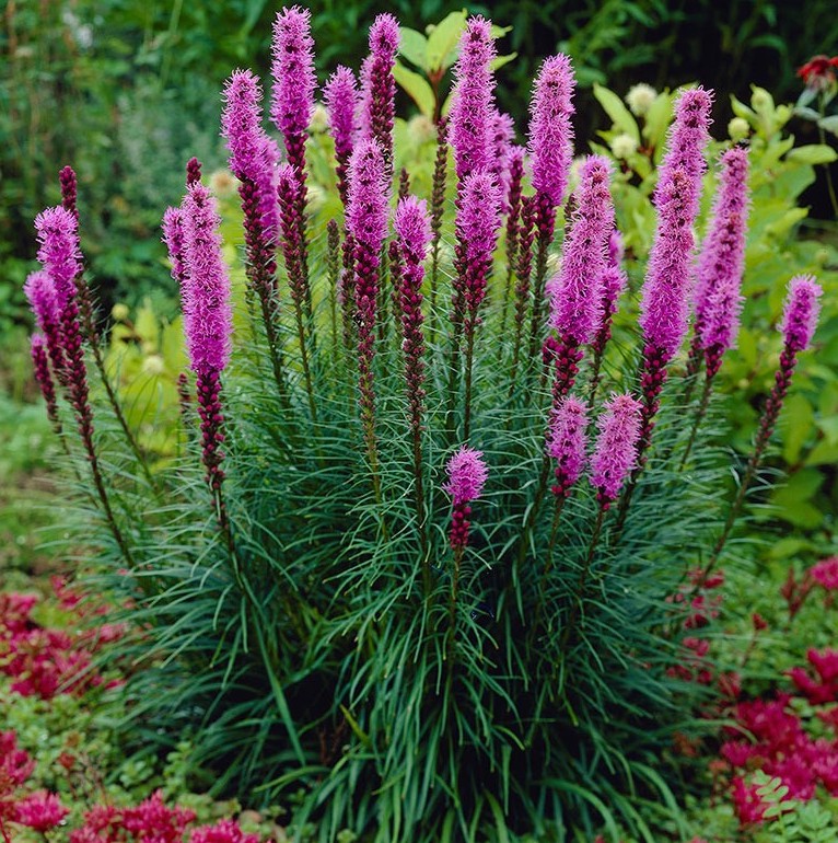 Liatris spicata