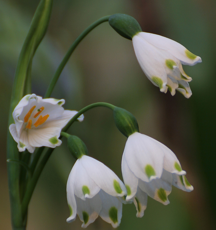 Leucojum aestivum