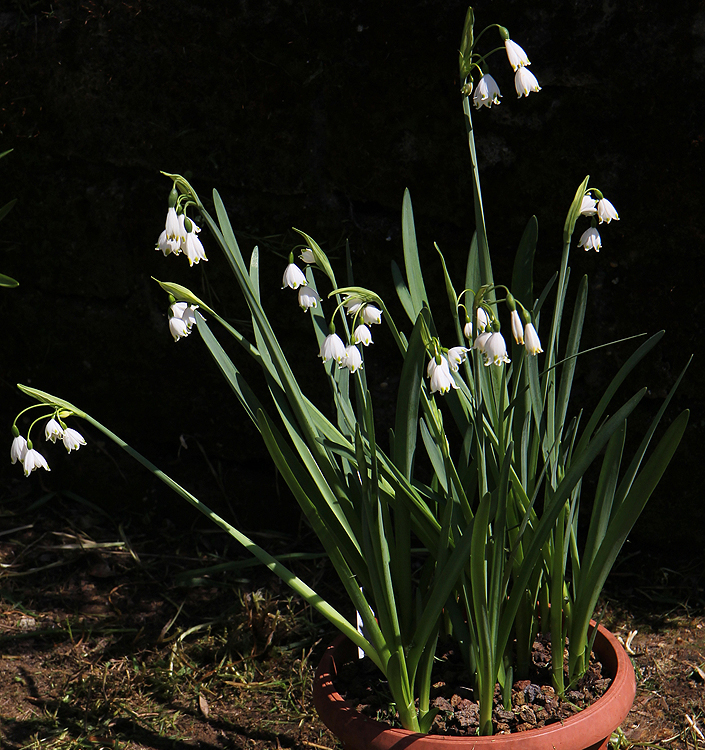 Leucojum aestivum