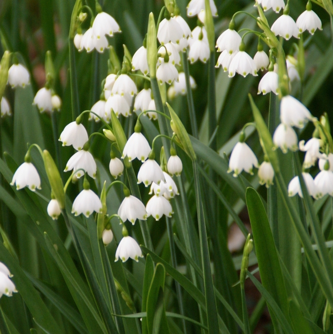 Leucojum aestivum