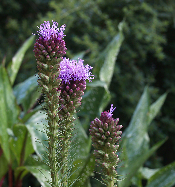 Liatris spicata