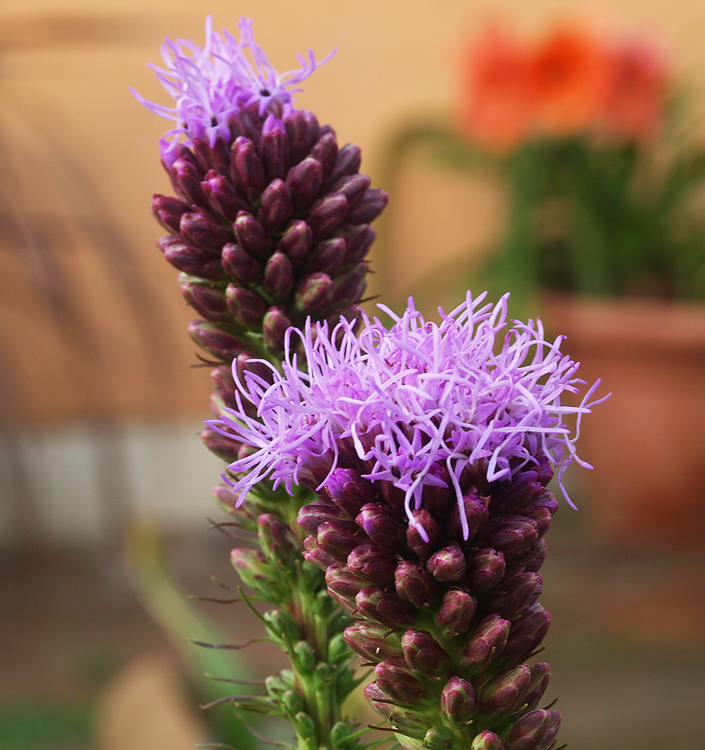 Liatris spicata