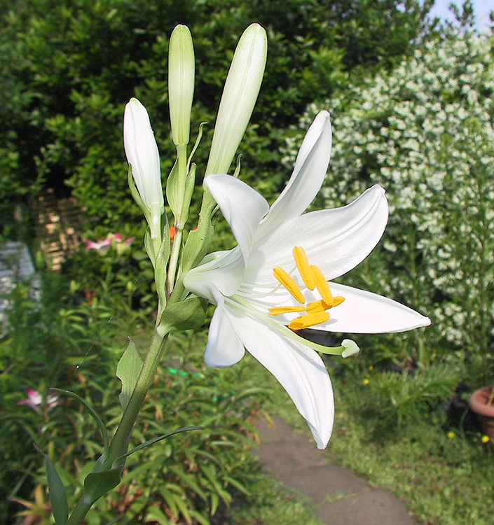 Lilium candidum (Giglio della Madonna)