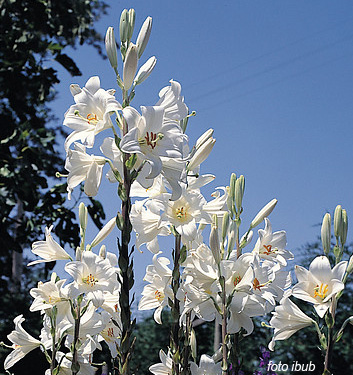 Lilium candidum (Giglio della Madonna)
