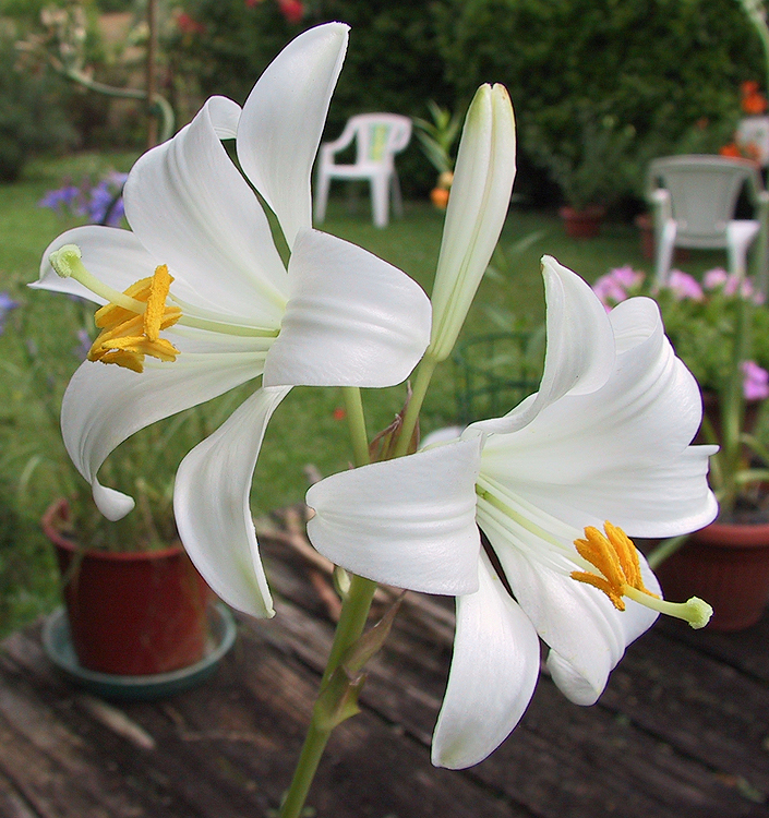 Lilium candidum (Giglio della Madonna)