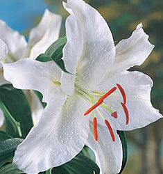 Lilium (orientale) CASABLANCA