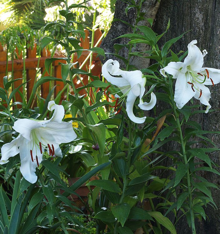 Lilium (orientale) CASABLANCA