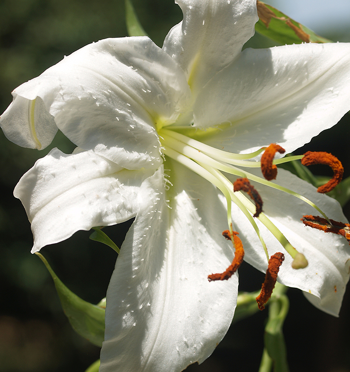 Lilium (orientale) CASABLANCA