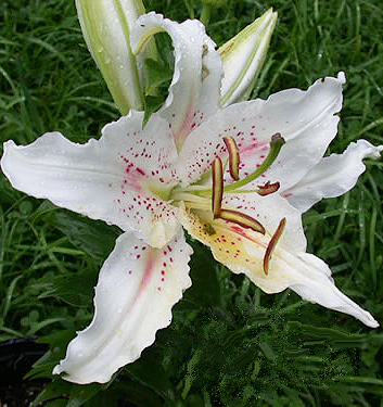 Lilium (orientale) MUSCADET