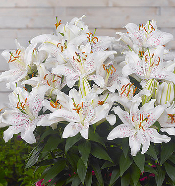 Lilium (orientale) MUSCADET