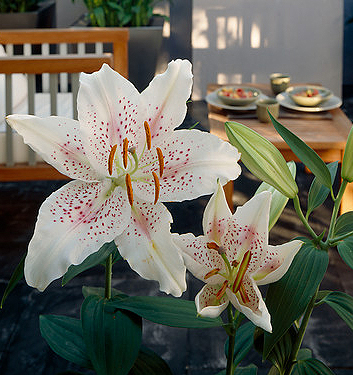 Lilium (orientale) MUSCADET