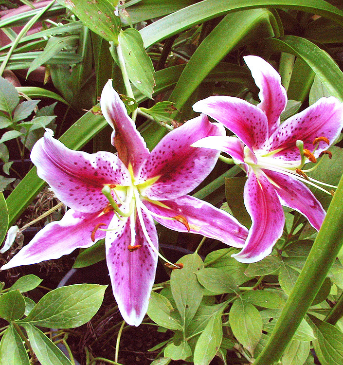 Lilium (orientale) STARGAZER