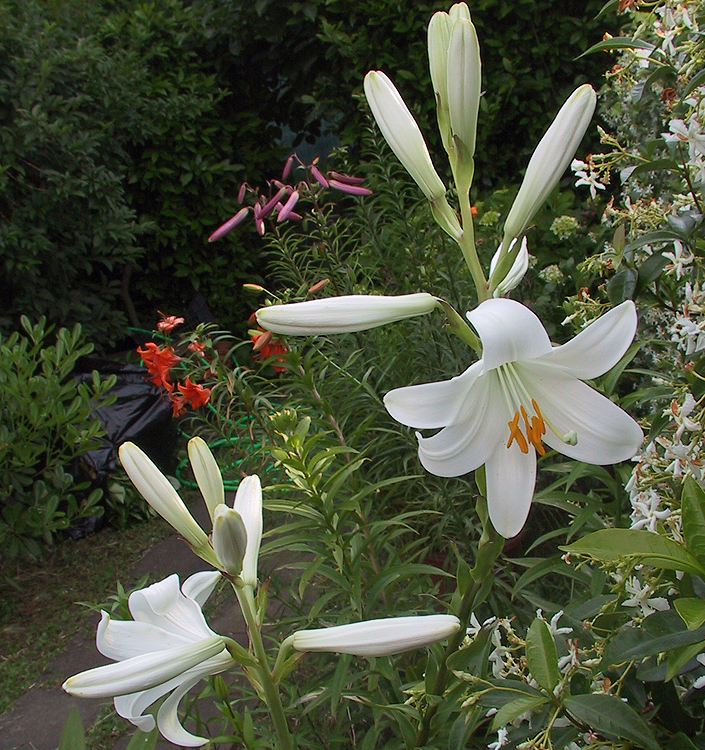 Lilium ( specie ) candidum (Giglio della Madonna)
