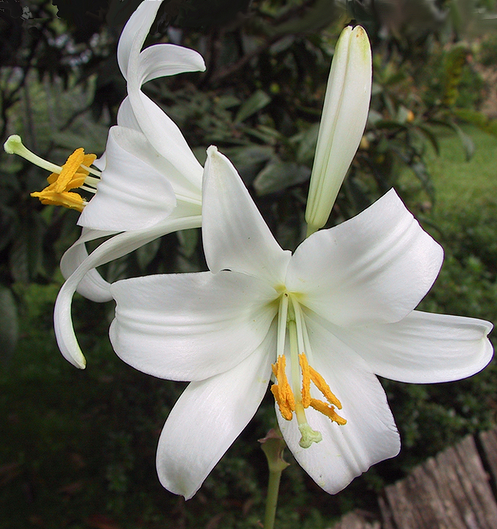 Lilium ( specie ) candidum (Giglio della Madonna)