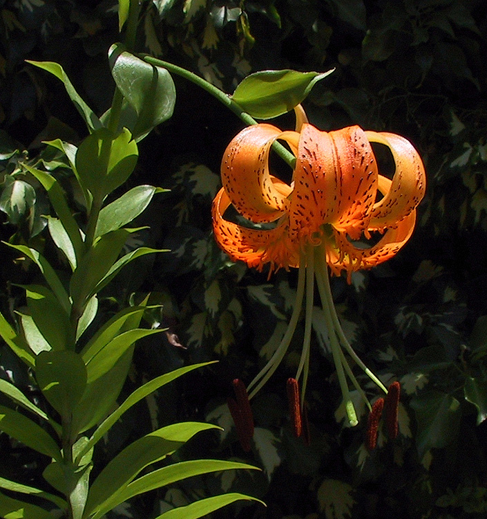 Lilium ( specie ) henryi