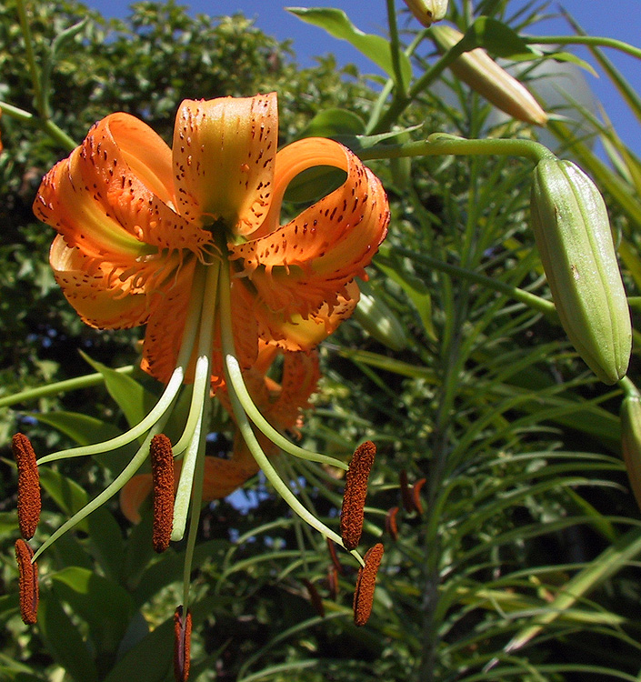 Lilium ( specie ) henryi