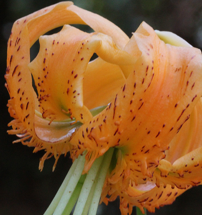 Lilium ( specie ) henryi