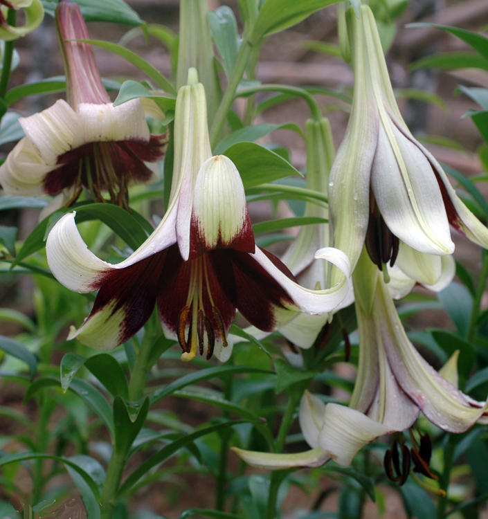 Lilium ( specie ) nepalense