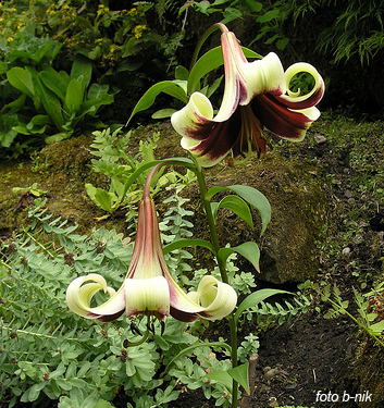 Lilium ( specie ) nepalense