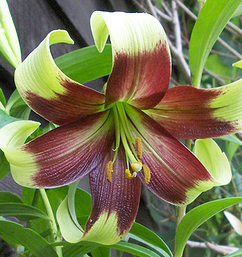 Lilium ( specie ) nepalense