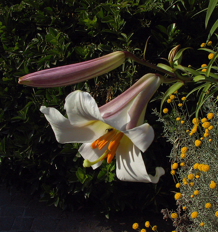 Lilium ( specie ) regale