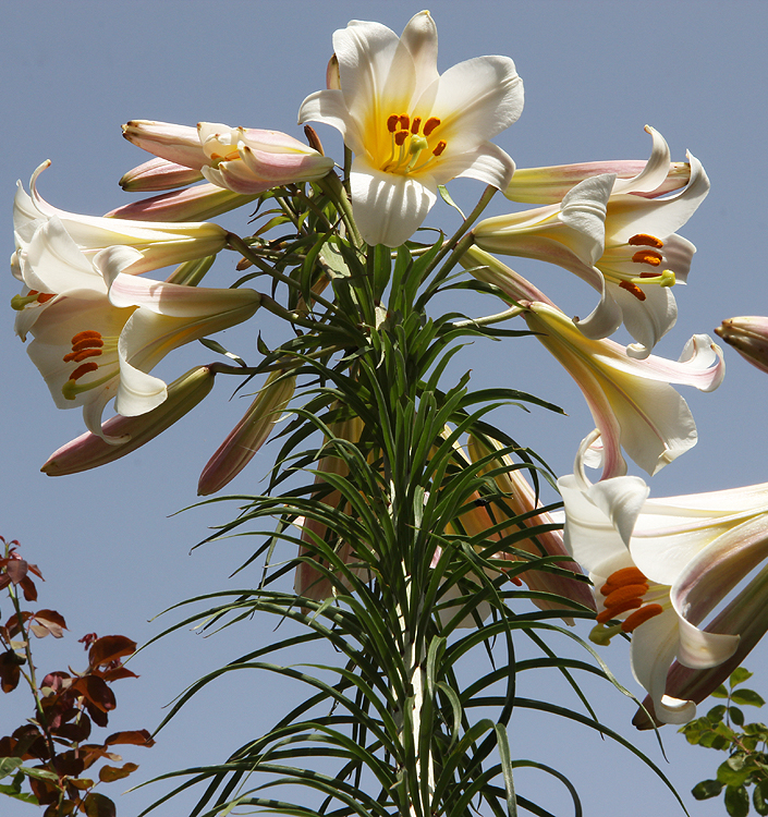 Lilium ( specie ) regale