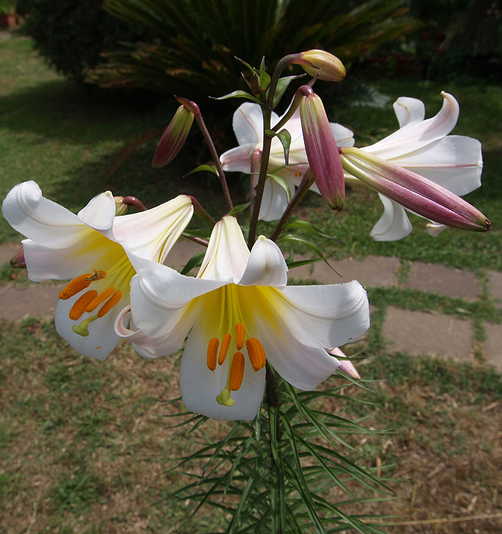Lilium ( specie ) regale
