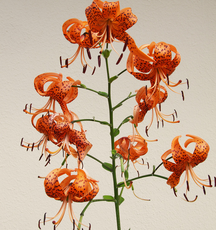 Lilium ( specie ) tigrinum splendens (lancifolium)