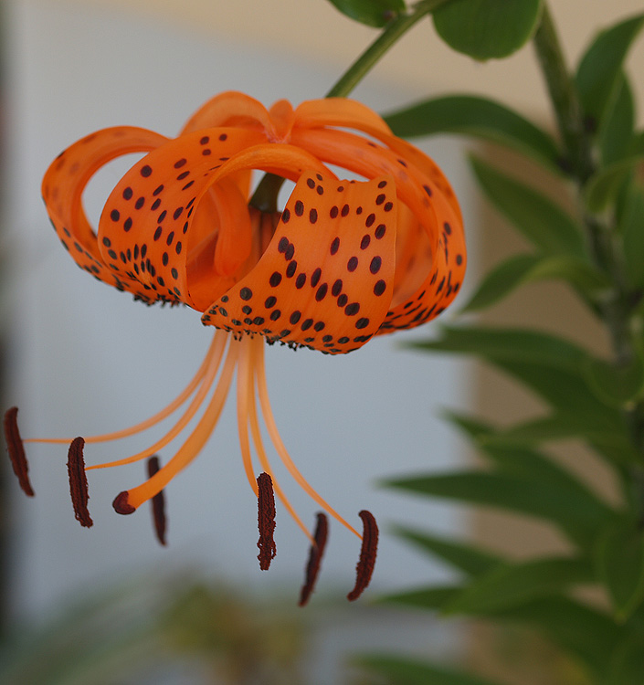Lilium ( specie ) tigrinum splendens (lancifolium)
