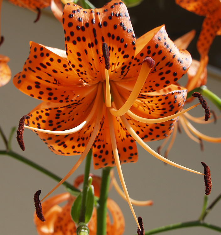 Lilium ( specie ) tigrinum splendens (lancifolium)