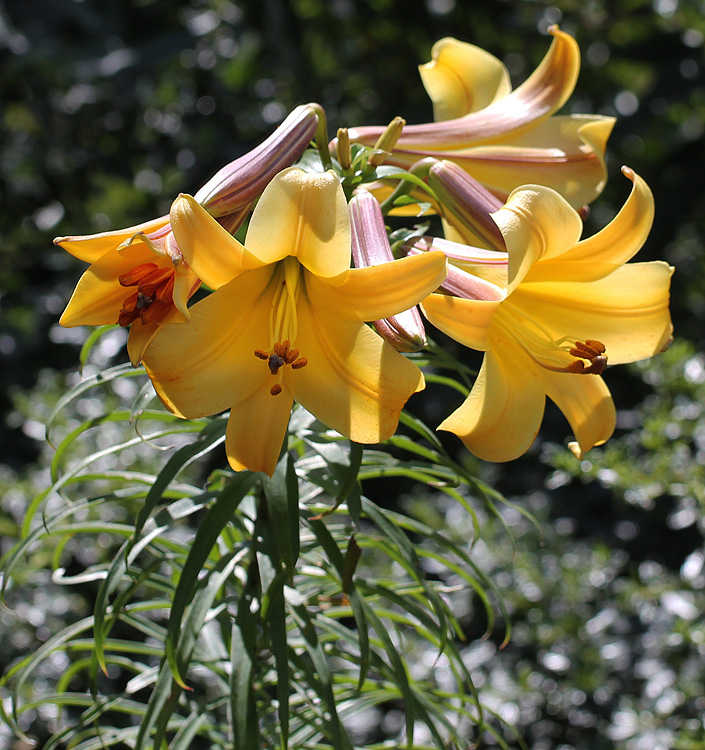 Lilium (tromba) AFRICAN QUEEN
