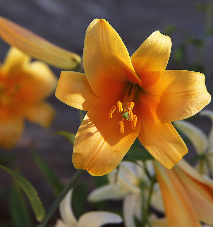 Lilium (tromba) AFRICAN QUEEN