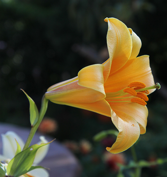 Lilium (tromba) AFRICAN QUEEN