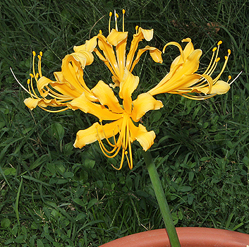 Lycoris aurea