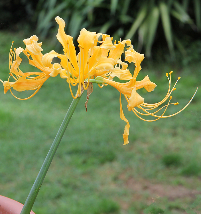 Lycoris aurea
