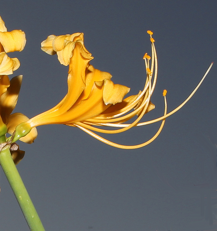 Lycoris aurea