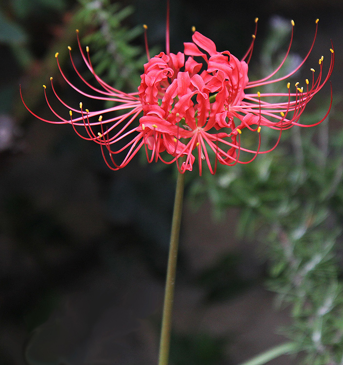 Lycoris radiata