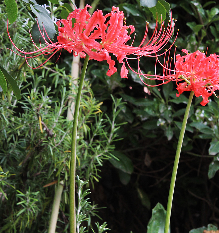 Lycoris radiata