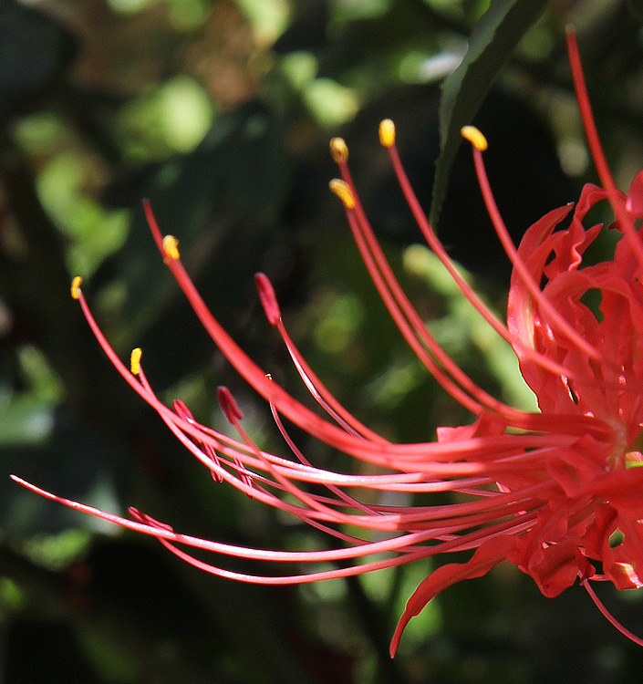 Lycoris radiata