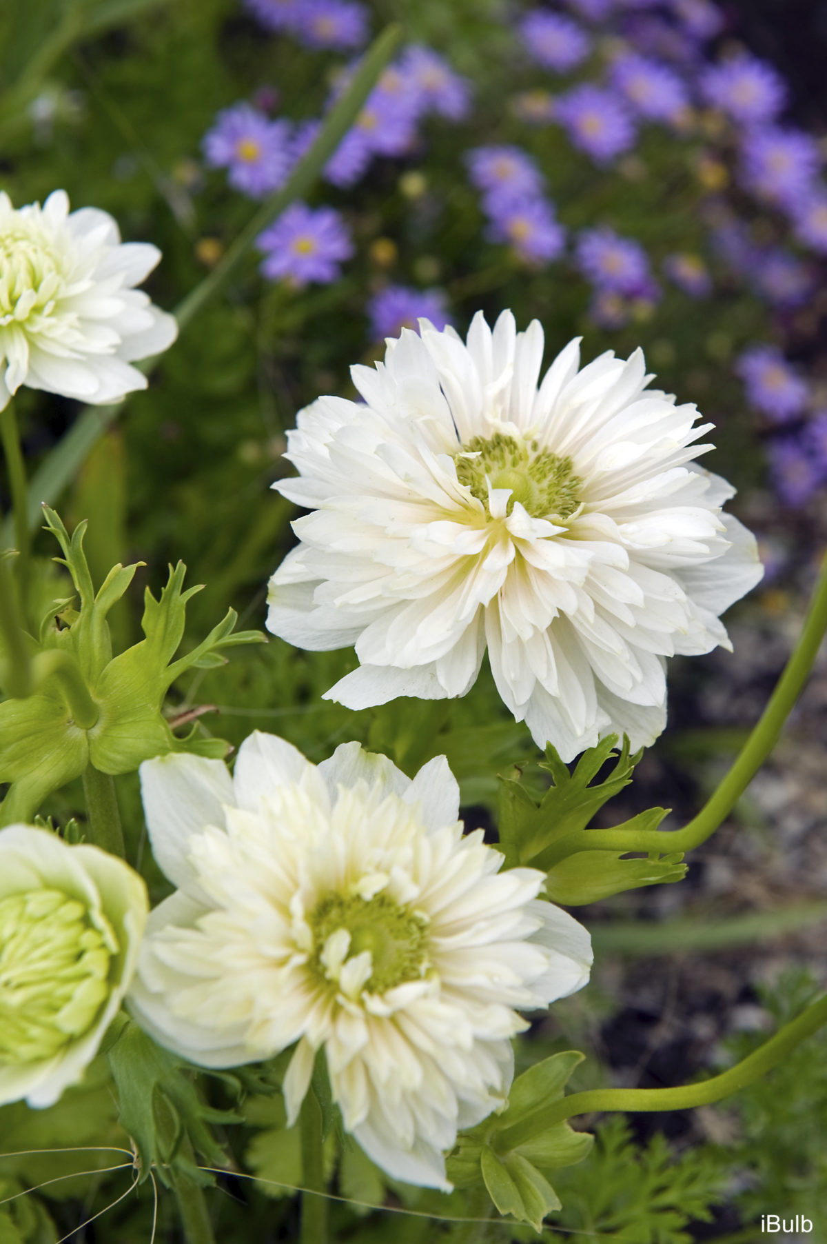 Anemone coronaria MOUNT EVEREST
